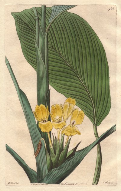ブラジル原産の黄色い花のカラテア - S. Wattsの強い水、M. Martのイラストより、Botanical Registerより 作： Sydenham Teast Edwards