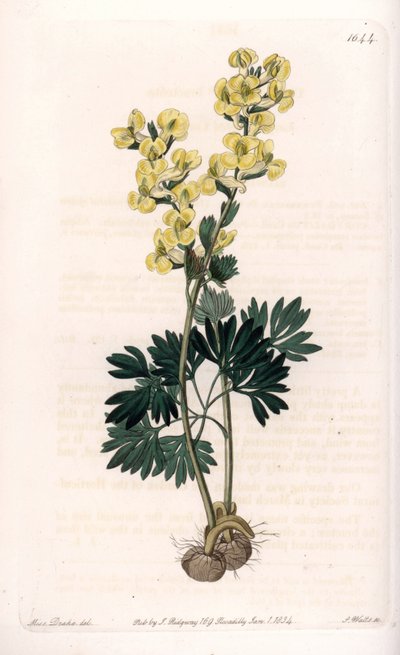 黄色い花を咲かせるコリデールの変種 - イギリスのSydenham Edwards（1768-1819）のBotanical Registerに掲載されているSarah Anne Drake（1803-1857）のイラストをS.Wattsがエングレーヴィングしたもの。 作： Sydenham Teast Edwards