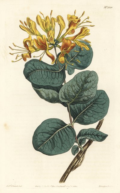 イエローフラワー・ウッドバイン（Lonicera flava）。William Curtis