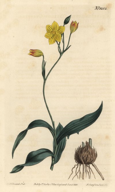 イエロー・シアネラ（Cyanella lutea）。William Curtis