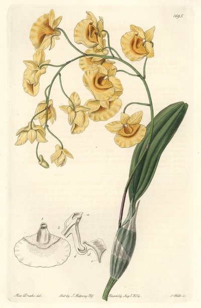 インド原産の黄色いデンドロビウム蘭 - Sarah Anne Drake (1803-1857)のイラストからS.Wattsが描いた強い水、Botanical Registerより。 作： Sydenham Teast Edwards