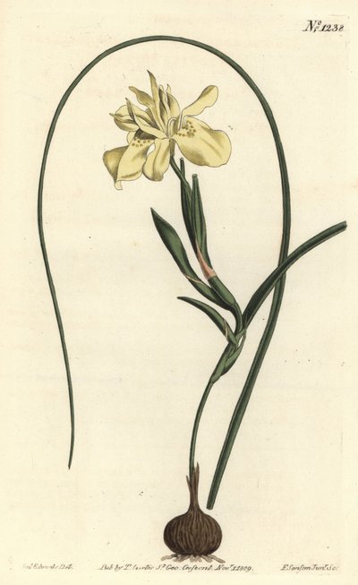 黄色いエスクルートのモレア、Moraea fugax（Moraea edulis）。William Curtis