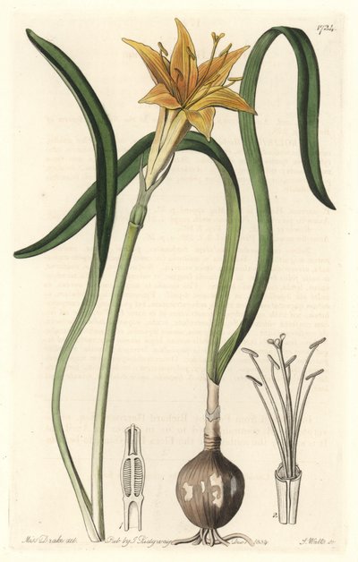 ペルー原産の黄色いパイロリオン（Amaryllis arvensis） - Sarah Anne Drake（1803-1857）のイラストからS.Wattsが描いた強い水、Botanical Registerから抜粋。 作： Sydenham Teast Edwards