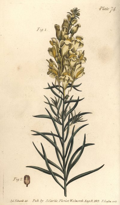 黄色いガマの亜麻やキンギョソウ、Antirrhinum majus、Angiospermia。William Curtis