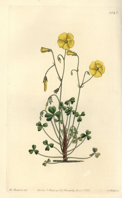 黄色いハナミズキ、Oxalis micrantha（Cumming