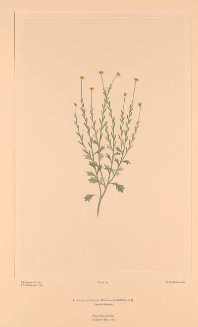 バンクス・フロリレギウム Plate 159 Calotis lappulacea 作： Sydney (after) Parkinson