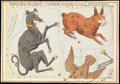 大犬座。レプス、コロンバ・ノアチ＆セラ・スカルプトリス、1825年頃（カード、紙、ティッシュ） 作： Sydney Hall
