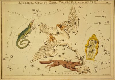 トカゲ、白鳥、ライラ、キツネ、ガチョウ、「ウラニアの鏡」のイラスト 作： Sydney Hall