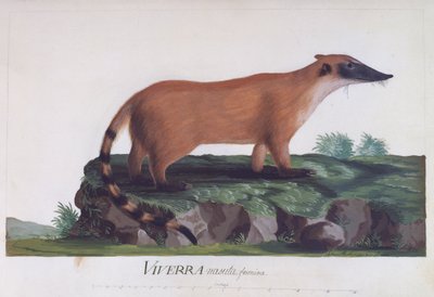 Viverra nasutaの雌、Sidney Parkinson (ca 1745-1771)による彩色済み彫刻。 作： Sydney Parkinson