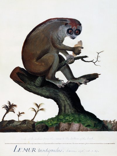 キツネザル（Lemur tardigradus 作： Sydney Parkinson