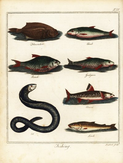 釣り: ヒラメ、チャブ、ゴキブリ、ガジョン、イワナ、ウナギ、ドジョウ。 1792年（彫刻） 作： T. Prattent