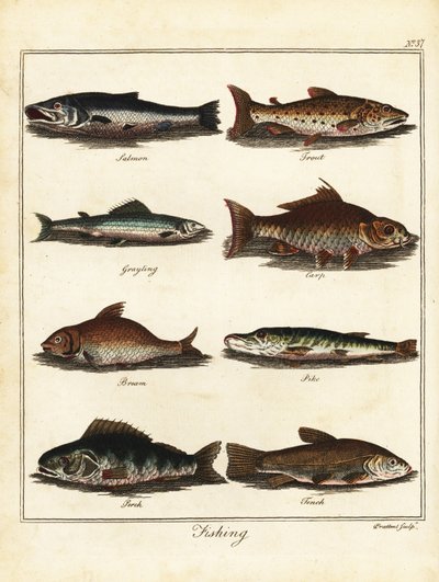 釣り: サーモン、マス、グレイリング、コイ、ブリーム、カワカマス、パーチ、tenc 1792 (彫刻) 作： T. Prattent
