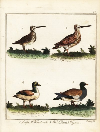 猟鳥：シギ、ヤマシギ、カモ、ヒドリガモ。 1792年（彫刻） 作： T. Prattent