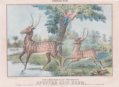 Spotted Axis Deer（紙にトイレ） 作： T. W. Strong