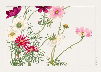 コスモスの花「西洋束風」より 作： Tanigami Konan
