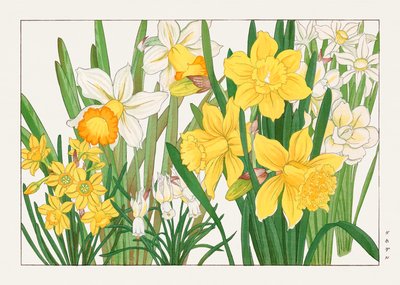 西洋草花図譜』の水仙 作： Tanigami Konan