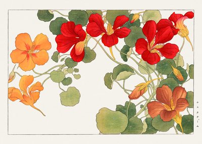 ナスタチウムの花（『西洋草花図譜』より 作： Tanigami Konan