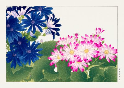 セイヨウソカズフウ」のヴィンテージ・シネラリアの花 作： Tanigami Konan