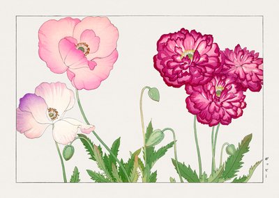 ヴィンテージのケシの花（「西洋草花図譜」より 作： Tanigami Konan