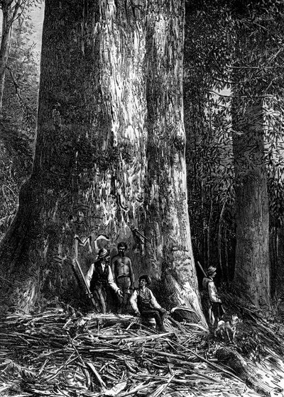 ジャイアントユーカリ、オーストラリア、1886 作： Taylor
