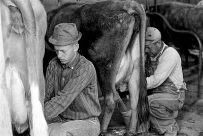 ノースカロライナ工業訓練センターで搾乳を学ぶ農業研修生... 作： Ted Spiegel