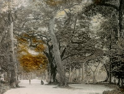 京都・下鴨神社の樹齢100年の木々（1900年～1915年頃）（写真 作： Teijiro Takagi