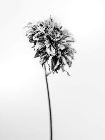 花の中で 2021 年 17 月 17 日 (b/w 写真) 作： Teis Albers