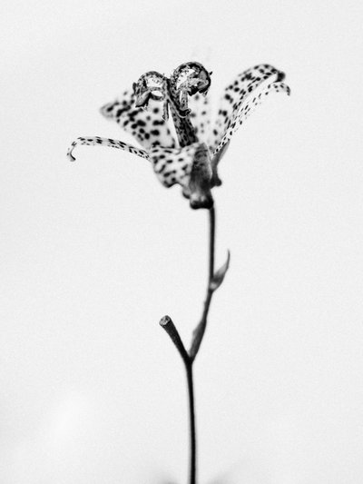 花の中で 2021 年 18 月 18 日 (b/w 写真) 作： Teis Albers