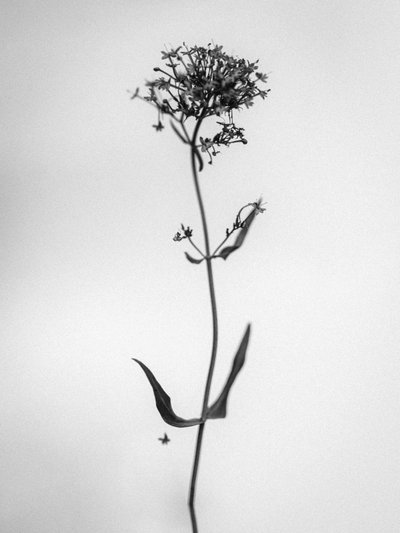 花の中で 2021 年 21 月 (b/w 写真) 作： Teis Albers