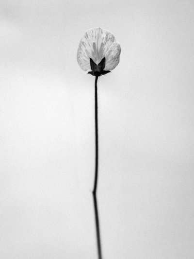 花の中で 2021 年 26 日 (b/w 写真) 作： Teis Albers