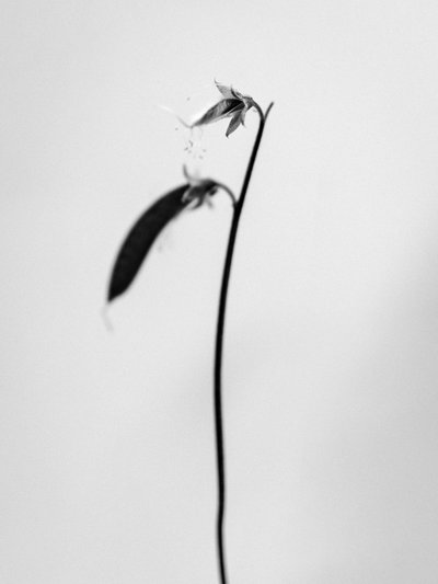 花の中で 2021 年 27 日 (b/w 写真) 作： Teis Albers