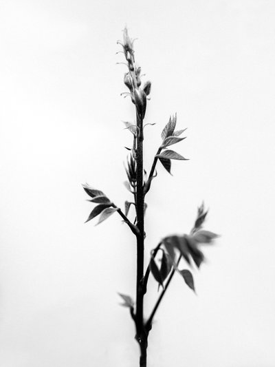 花の中で 2021 年 32 日 (b/w 写真) 作： Teis Albers