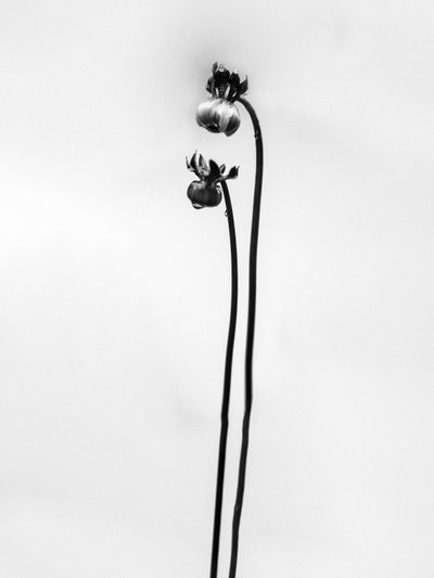 花の中で49、2021（白黒写真） 作： Teis Albers
