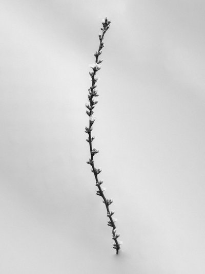花の中で 54、2021（白黒写真） 作： Teis Albers