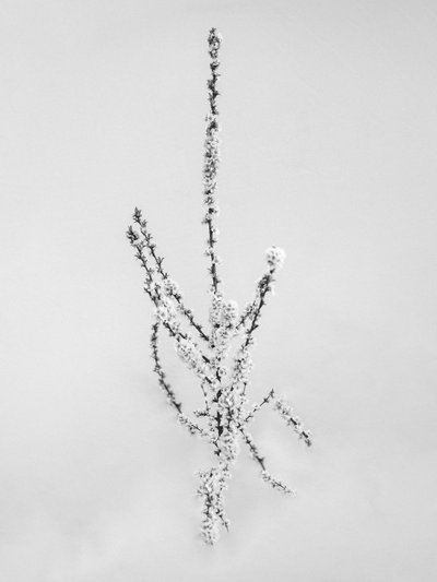 花の中で 57, 2021 (白黒写真) 作： Teis Albers