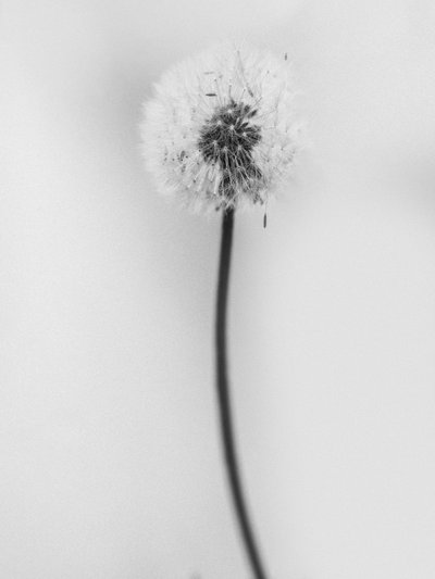 花の中で 62、2021（白黒写真） 作： Teis Albers