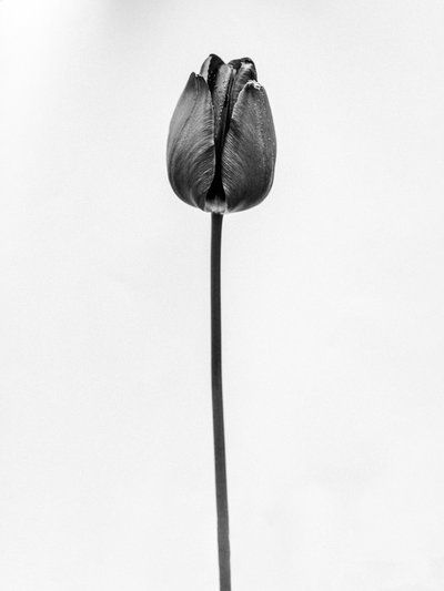 花の中で 63、2021（白黒写真） 作： Teis Albers
