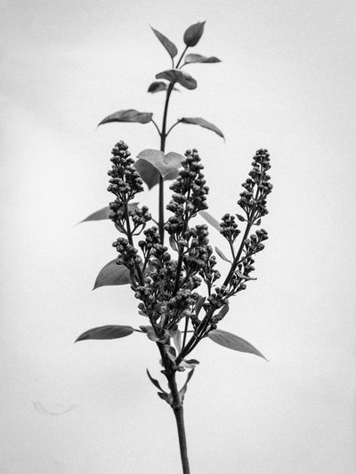 花の中で 66、2021（白黒写真） 作： Teis Albers