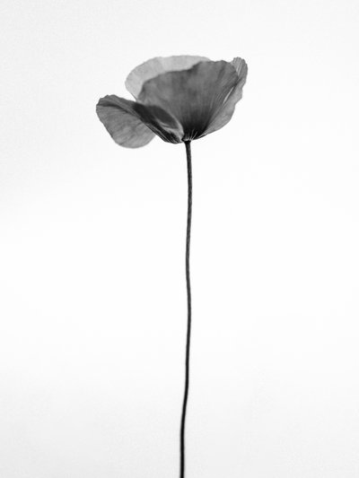 花の中で 68、2021（白黒写真） 作： Teis Albers