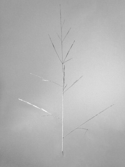 花の中で 69、2021（白黒写真） 作： Teis Albers