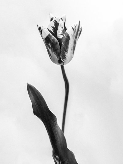 花の中で71、2021（白黒写真） 作： Teis Albers