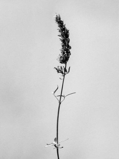 花の中で74、2021（白黒写真） 作： Teis Albers