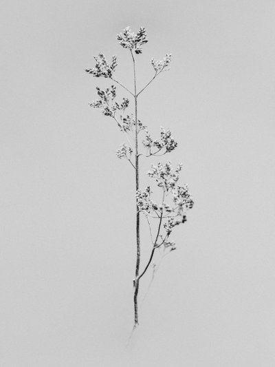 花の中で76、2021（白黒写真） 作： Teis Albers