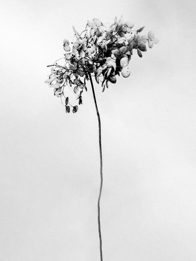 花の中で78、2021年（白黒写真） 作： Teis Albers