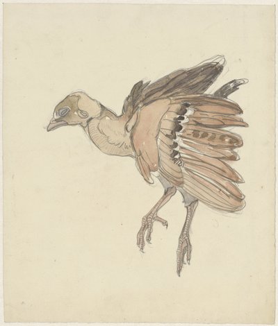 死んだ鳥（ヤマウズラ？） 作： Theo van Hoytema
