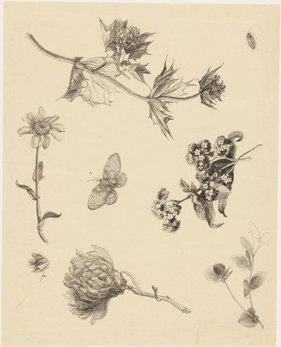 花と葉 作： Theo van Hoytema