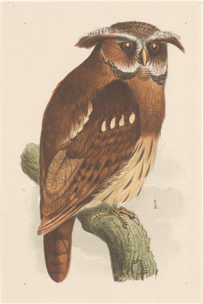 枝にフクロウ (bubo lettii) 作： Theo van Hoytema