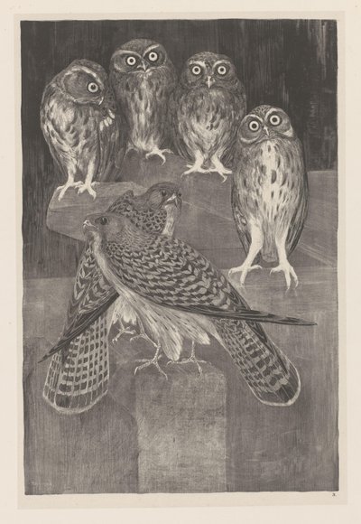 4匹のコキンメフクロウとチョウゲンボウ2匹 Animal Studies (元のシリーズのタイトル) 作： Theo van Hoytema