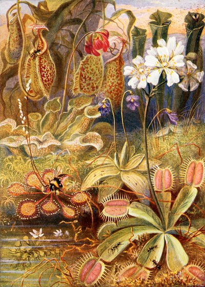 肉食性植物のグループ、Graeme Williamsによる「Wonders of Land and Sea」のイラスト 作： Theobald Carreras