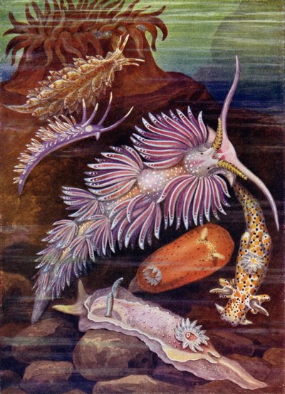 ナメクジ 作： Theobald Carreras